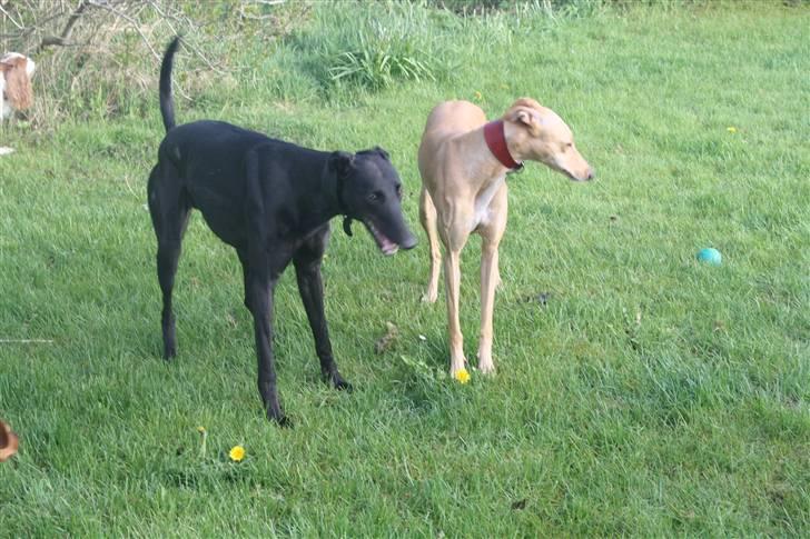 Greyhound Wild Black Ghost billede 7