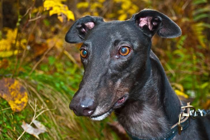 Greyhound Wild Black Ghost - taget af fotograf Matthias Rohde billede 8