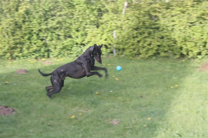 Greyhound Wild Black Ghost billede 9