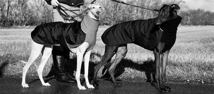 Greyhound Wild Black Ghost - taget af fotograf Matthias Rohde billede 10