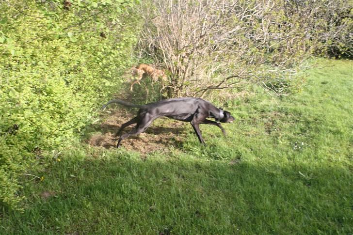 Greyhound Wild Black Ghost billede 11