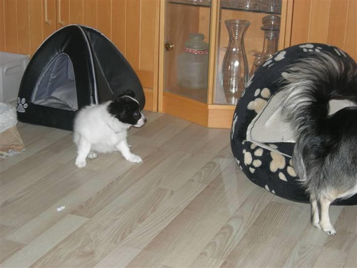 Papillon Nikki billede 3