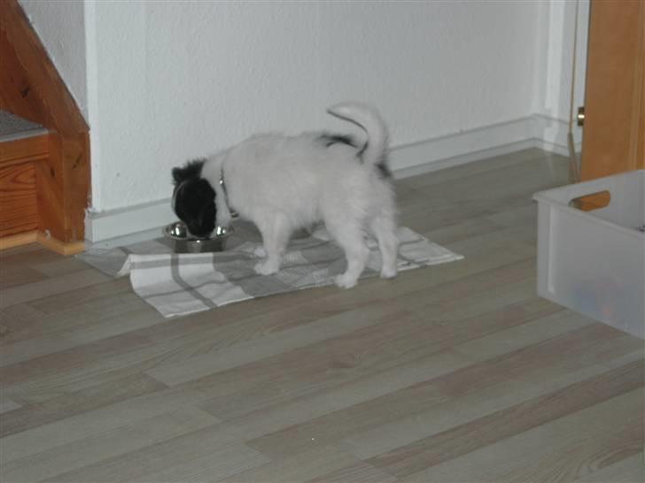 Papillon Nikki billede 4