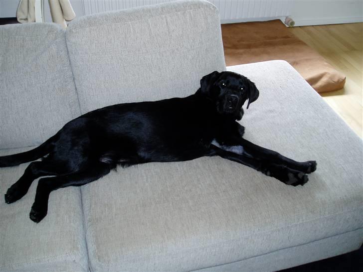 Labrador retriever Nando R.I.P - Det er vist forbudt, men okay fordi jeg lige er blevet opereret billede 14