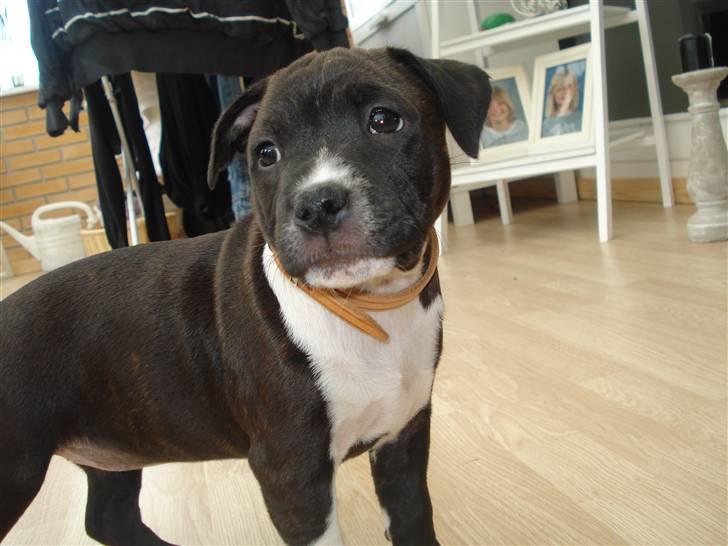 Staffordshire bull terrier Staff Royals Gossip Girl billede 8