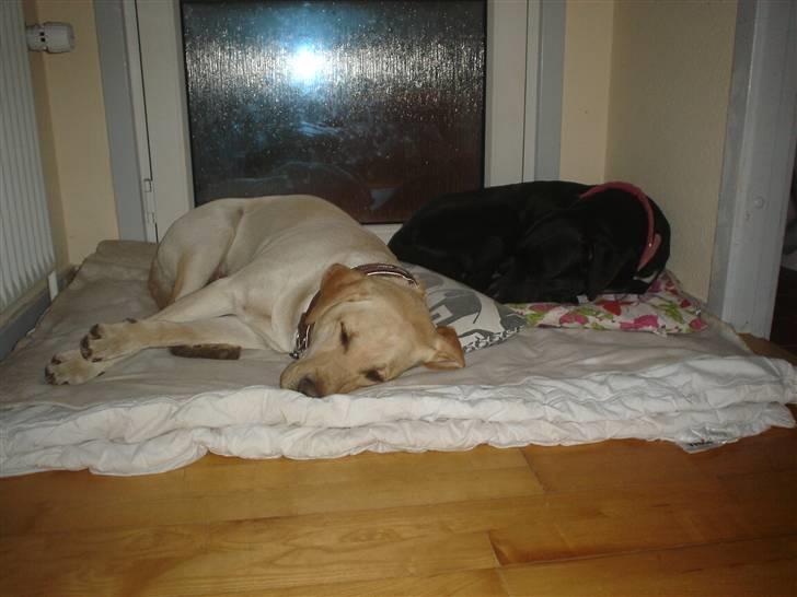 Blanding af racer Sensi - Ja som i kan se er vi blevet rigtigt gode venner nu så vi sover sammen  billede 7