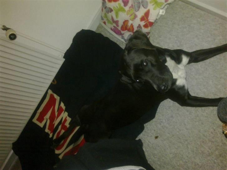 Blanding af racer Sensi - jeg er en lille frø billede 8