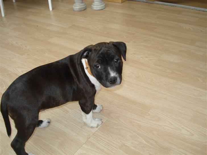 Staffordshire bull terrier Staff Royals Gossip Girl billede 9