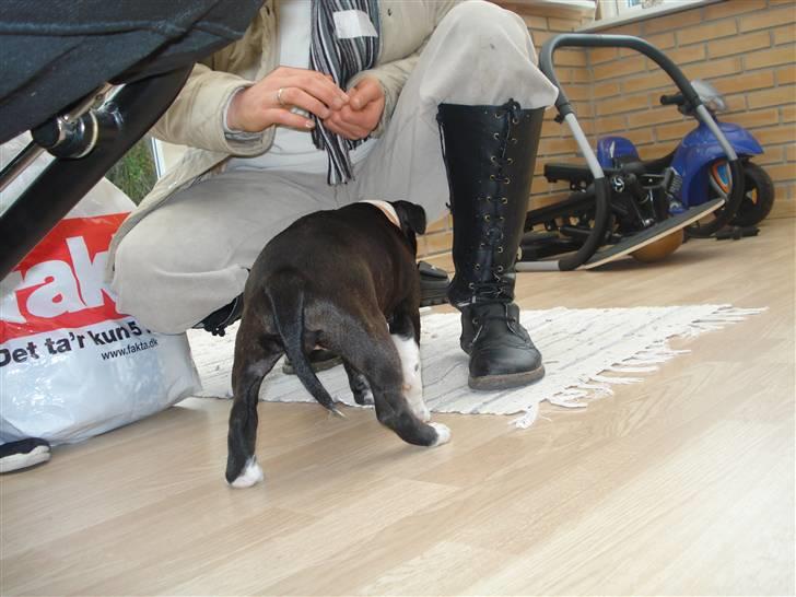 Staffordshire bull terrier Staff Royals Gossip Girl billede 10