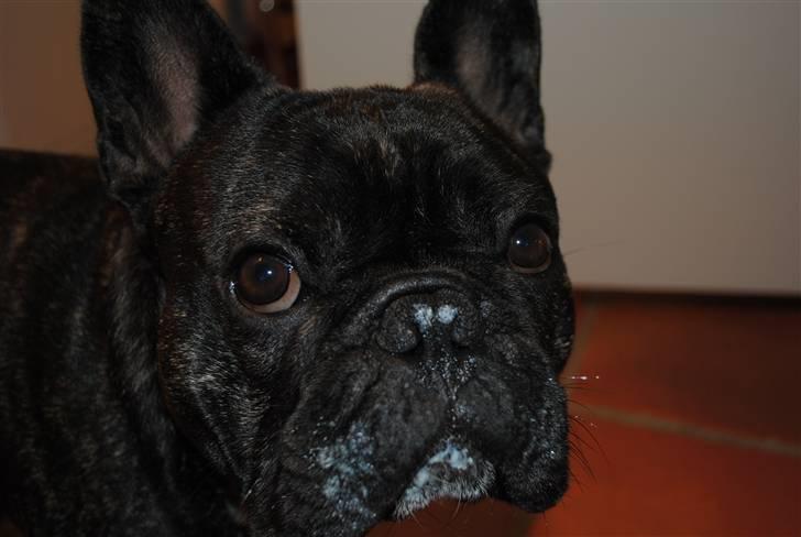 Fransk bulldog Blance Noirs Fuvignon De Ley "Luca" - Har jeg noget om munden??? billede 4