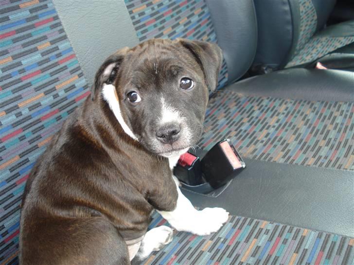 Staffordshire bull terrier Staff Royals Gossip Girl billede 11