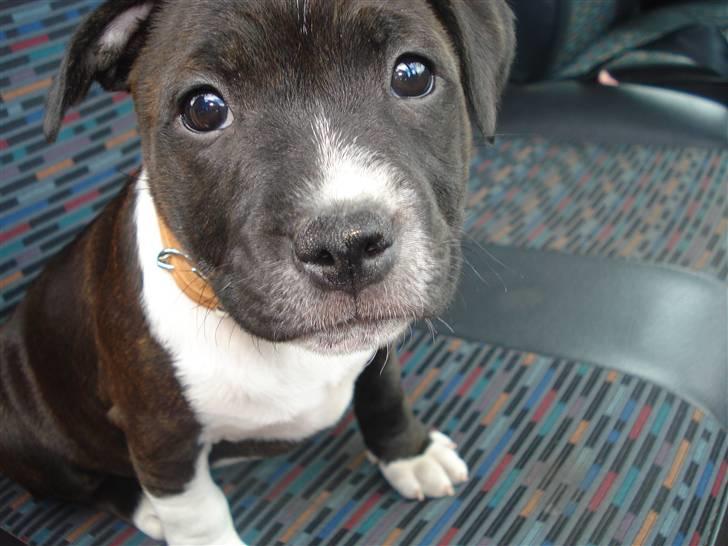 Staffordshire bull terrier Staff Royals Gossip Girl billede 12