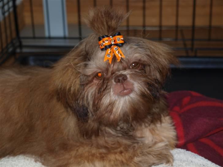 Shih tzu Valentina (Kaldt Kiko) billede 14