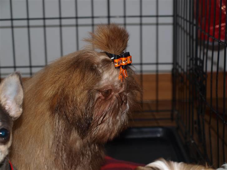 Shih tzu Valentina (Kaldt Kiko) billede 15