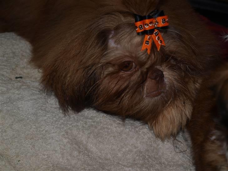 Shih tzu Valentina (Kaldt Kiko) billede 16