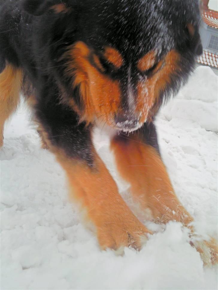 Berner sennenhund :D Bamse :D  - Graver i is :D Så faldt sneen i godt 2 måneder! Bamse kunne ikke blive træt af det, kun os andre som blev forkølet :) billede 6