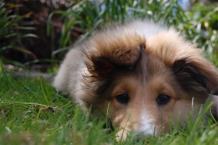 Collie langhåret CHILLI | Prinsessen - Foto: Jeanette R. Mehl billede 18