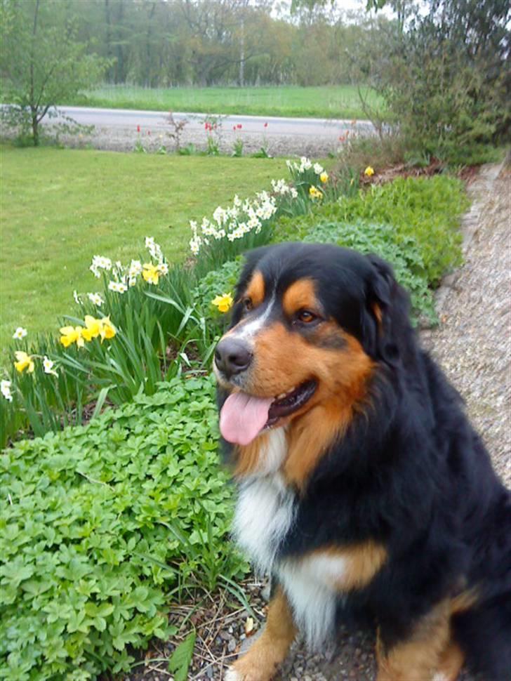 Berner sennenhund :D Bamse :D  - Så er haven sprunget ud! Og det er bamse vidst også ;P billede 7