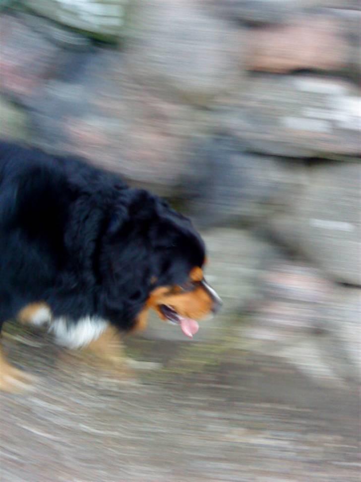 Berner sennenhund :D Bamse :D  - Run for your life! <3 :D  billede 8