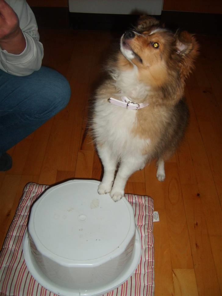 Shetland sheepdog Pixie - Pixie 4,5 måned, der leger ´elefant´ med min mor :) billede 12