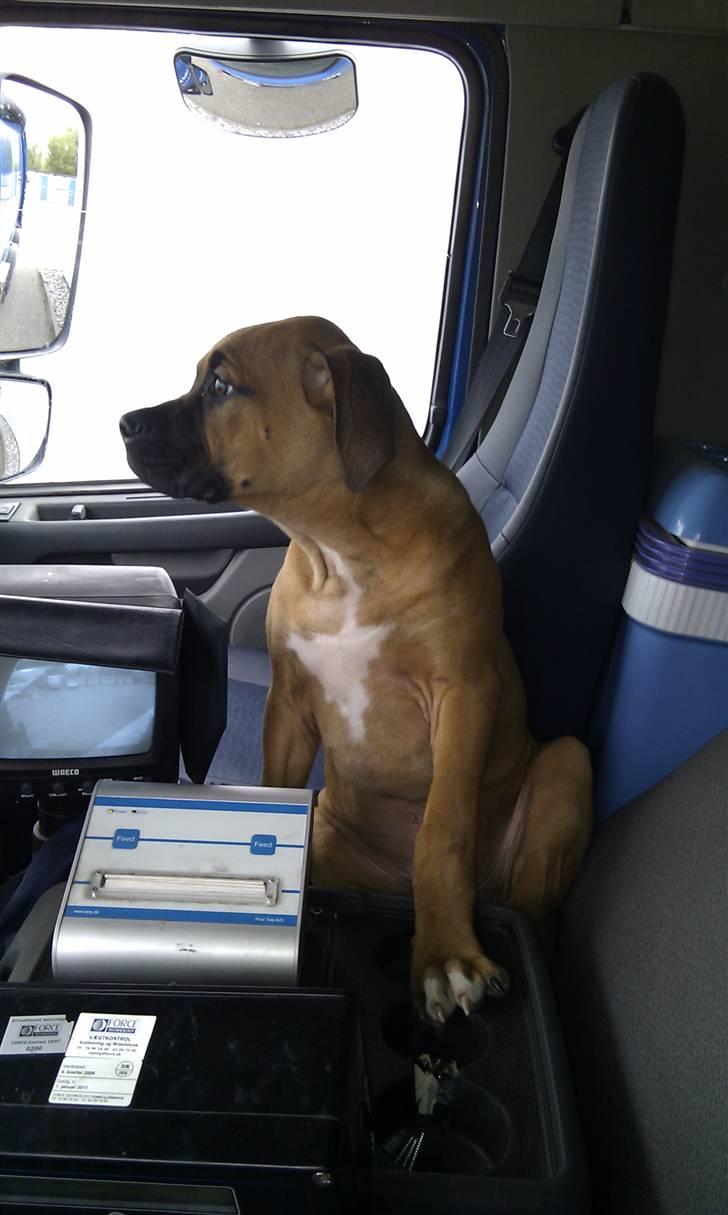 Amerikansk bulldog Milow billede 10