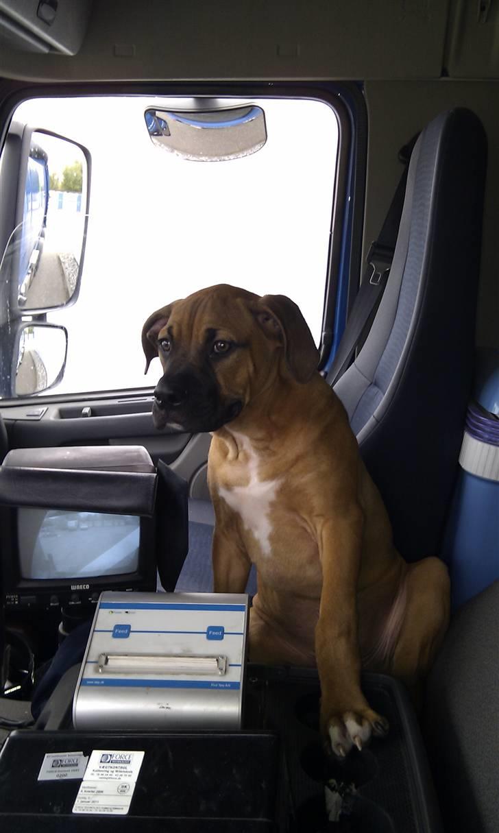 Amerikansk bulldog Milow billede 11