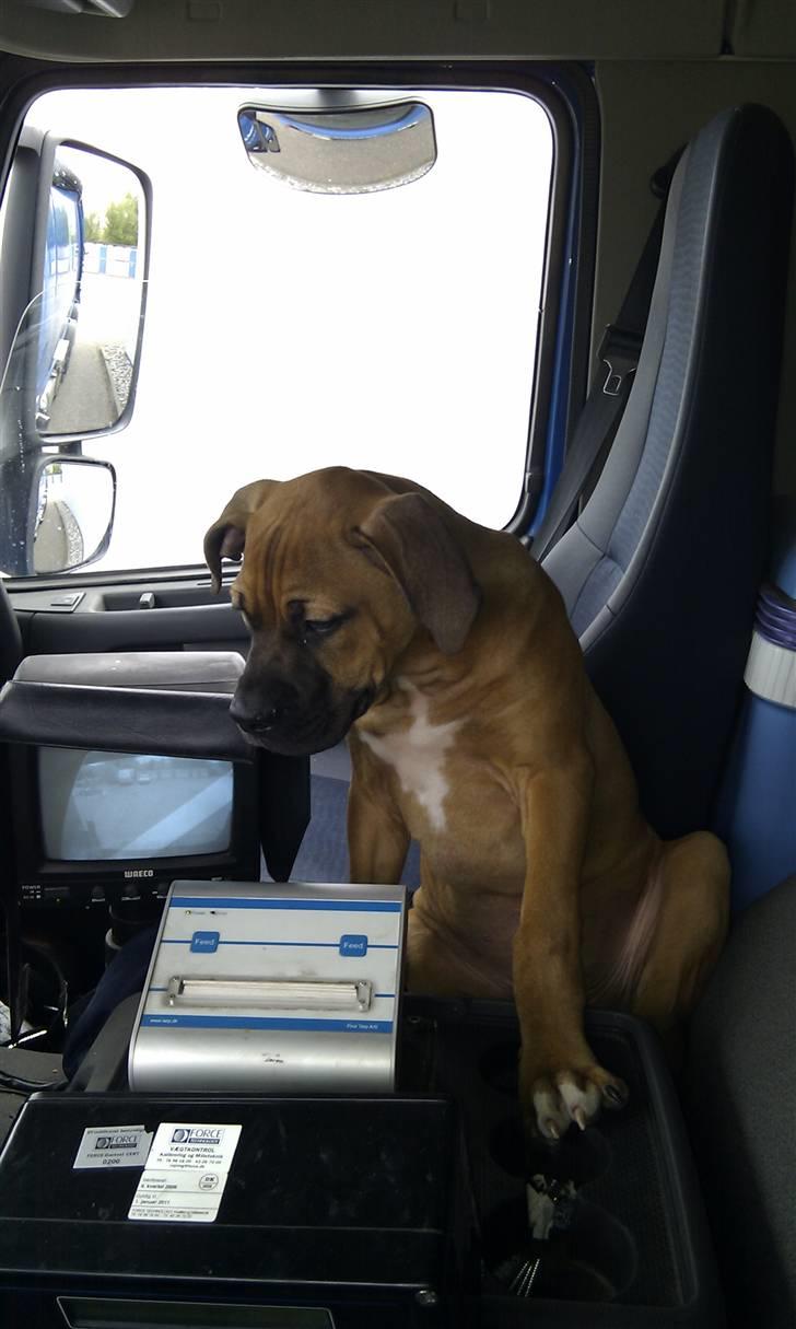 Amerikansk bulldog Milow billede 12