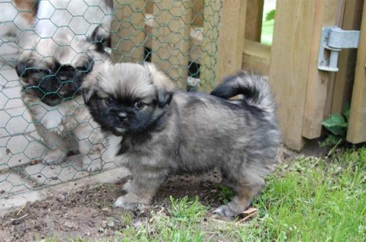 Tibetansk spaniel Bianca (Chulo) billede 2