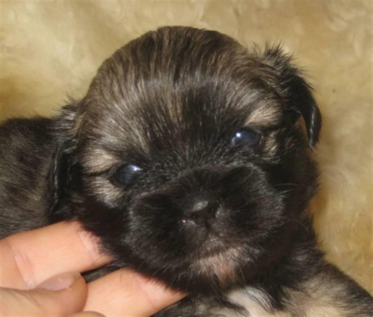 Tibetansk spaniel Bianca (Chulo) billede 3