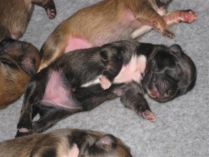 Tibetansk spaniel Bianca (Chulo) billede 4