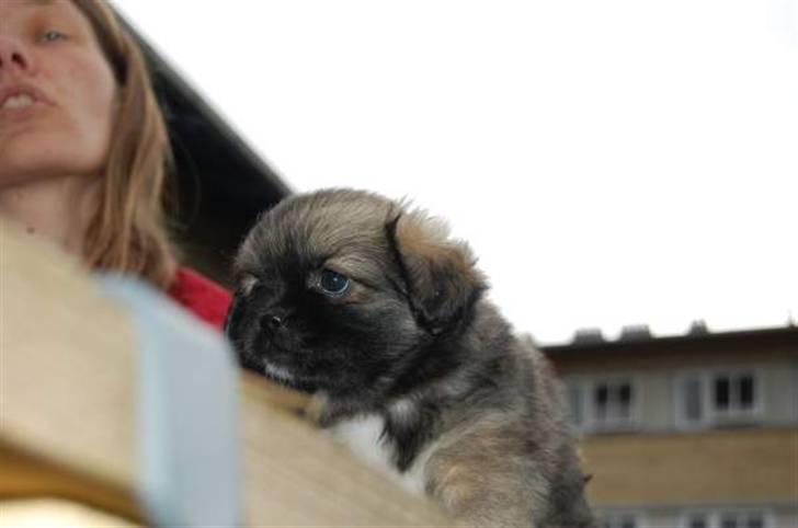 Tibetansk spaniel Bianca (Chulo) billede 5