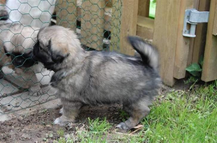 Tibetansk spaniel Bianca (Chulo) billede 6