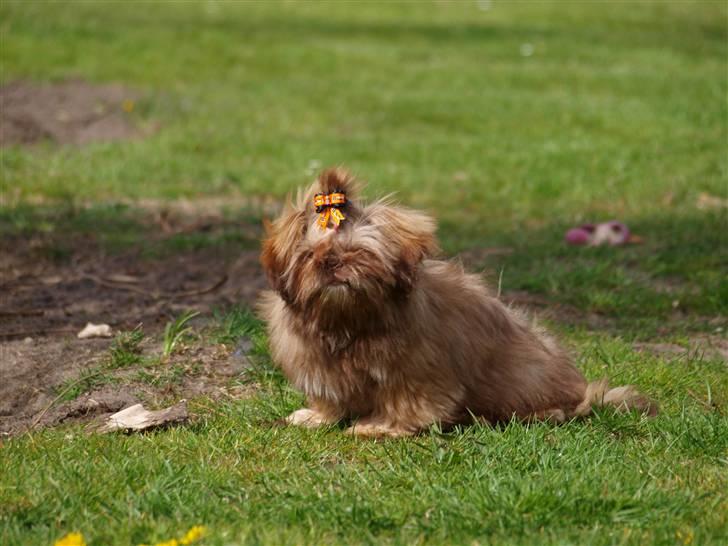 Shih tzu Valentina (Kaldt Kiko) billede 17
