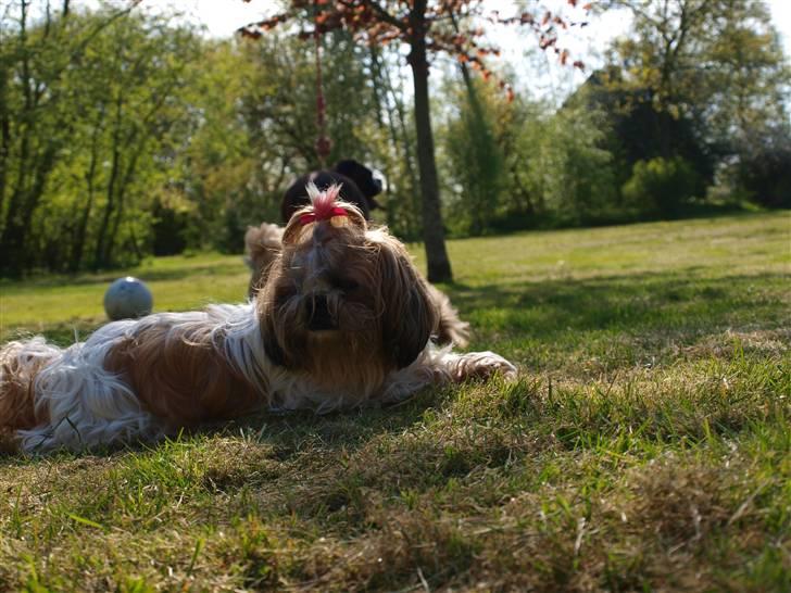 Shih tzu HappyLady Vom Drachenberg billede 16