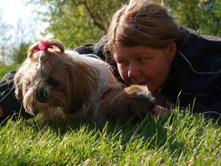 Shih tzu HappyLady Vom Drachenberg - Mig og min datter Acaia billede 17