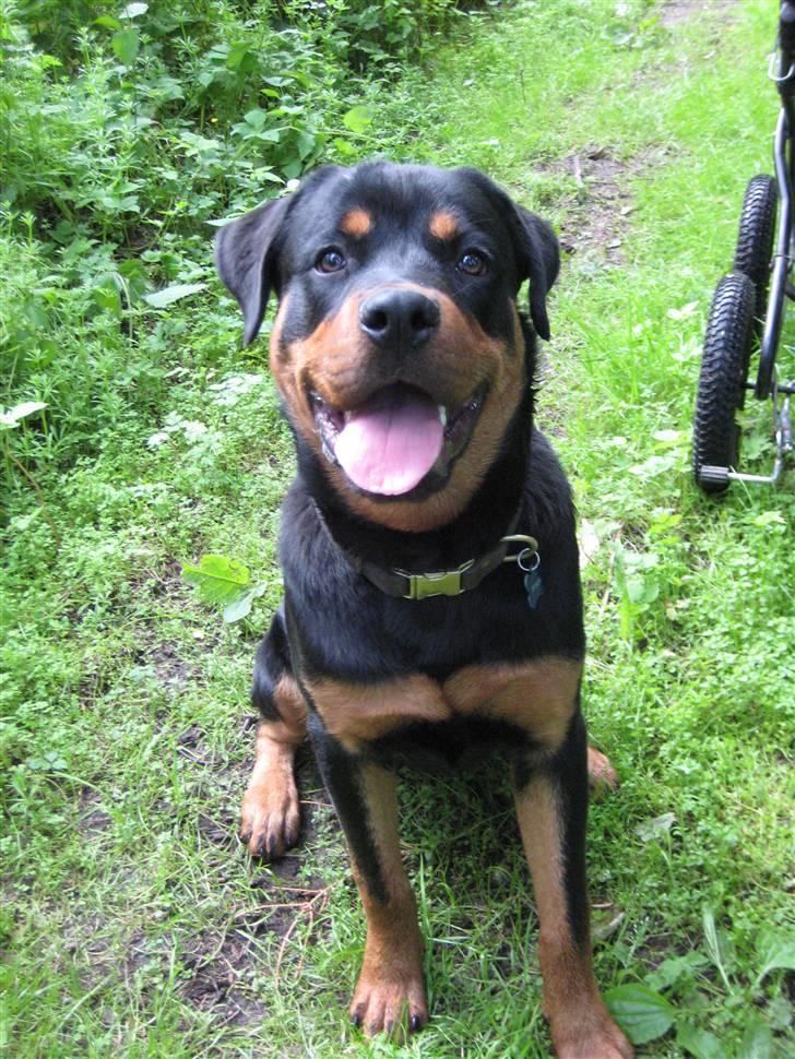 Rottweiler Bertram  - hej jeg hedder bertram og velkommen til min profil (10 mdr) billede 1