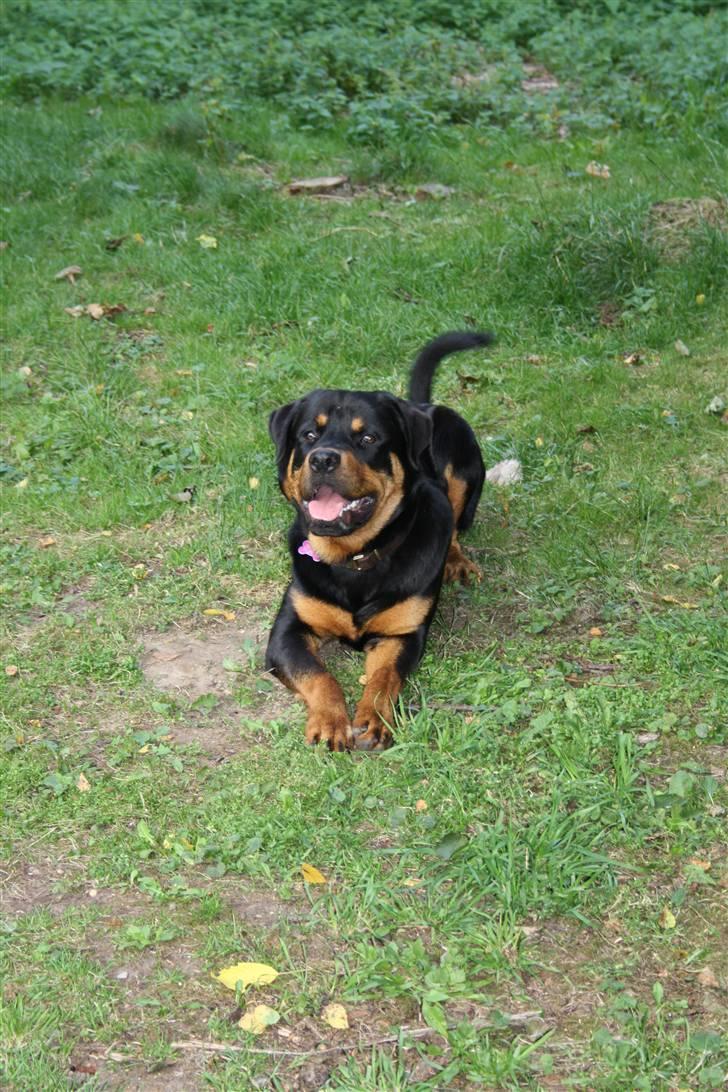 Rottweiler Bertram  - 10 mdr billede 4