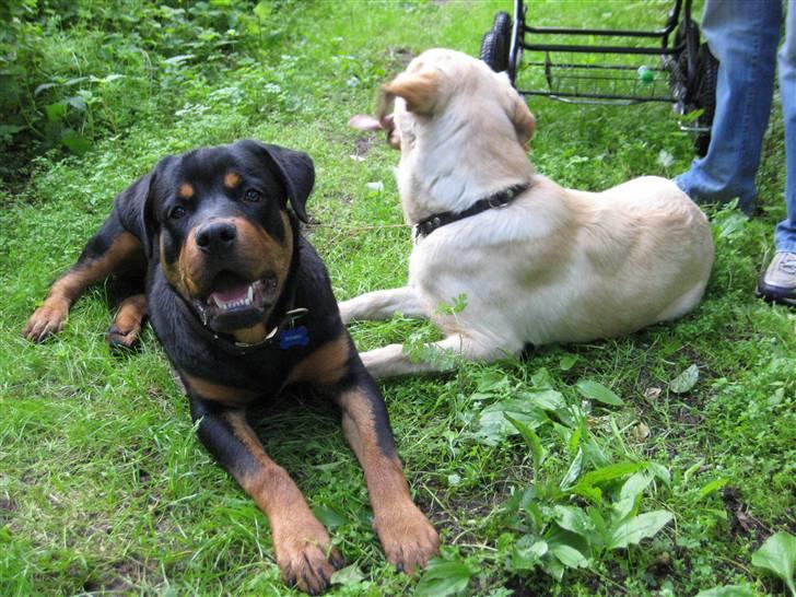 Rottweiler Bertram  - bertram 8 mdr og hans kæreste bella billede 2