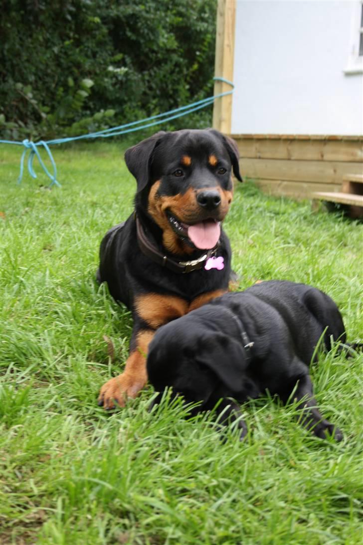 Rottweiler Bertram  - bertram 10 mdr og caja 4 mdr billede 6