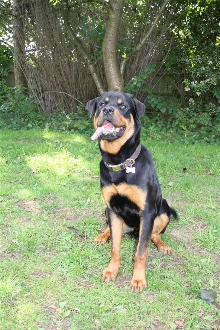 Rottweiler Bertram  billede 7