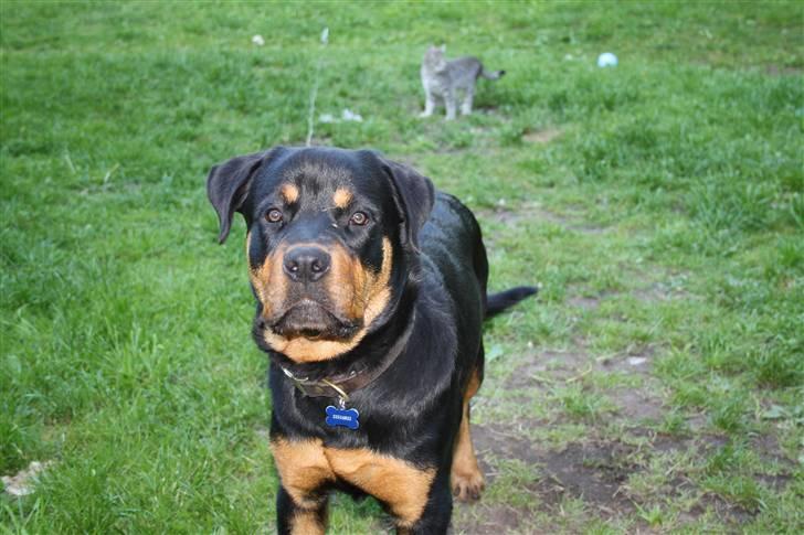 Rottweiler Bertram  - 8 mdr billede 8