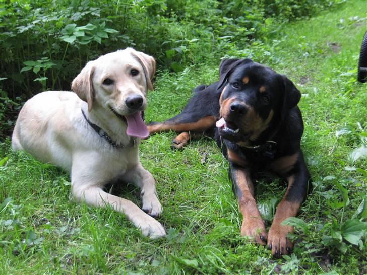 Rottweiler Bertram  - bella tv 14 mdr og bertram th 8 mdr billede 5