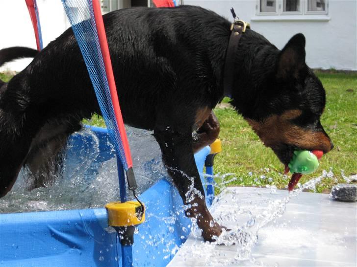 Rottweiler Bertram  - 8 mdr billede 11