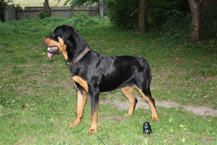 Rottweiler Bertram  - 9 mdr billede 12