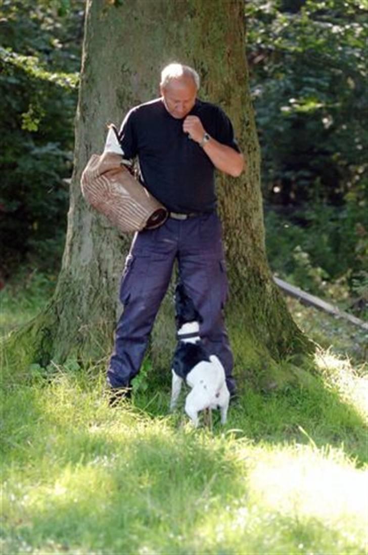 Glathåret foxterrier 2002 Je-ma Spot Kalle-and billede 13