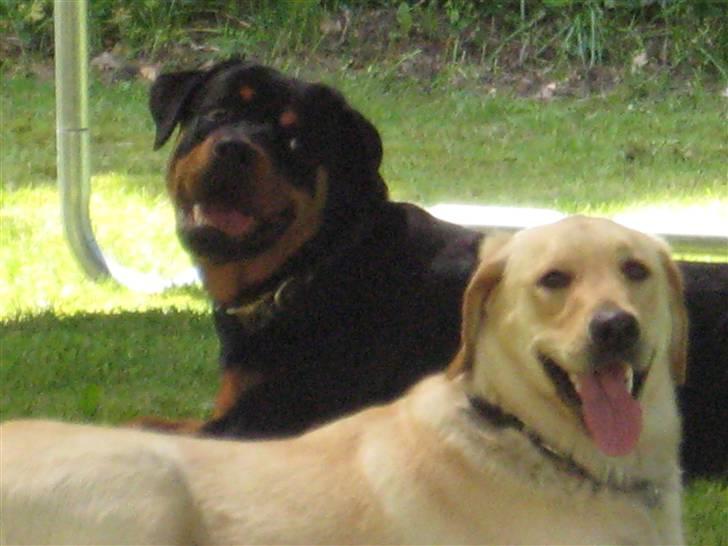 Rottweiler Bertram  - bella og bertram i skyggen (8mdr) billede 13