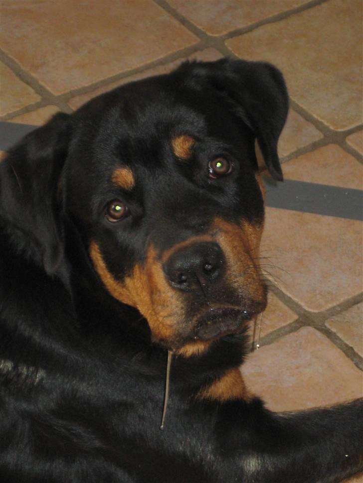 Rottweiler Bertram  - min mor siger jeg tigger, det gør jeg ikke :-) jeg har bare et problem med mundvand :o-) billede 14