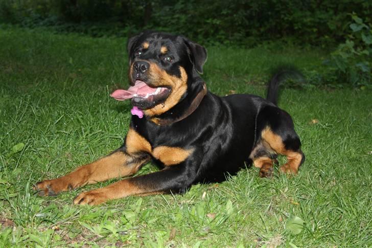 Rottweiler Bertram  billede 15