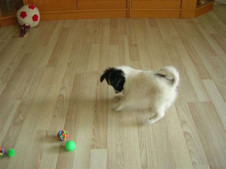 Papillon Nikki billede 5