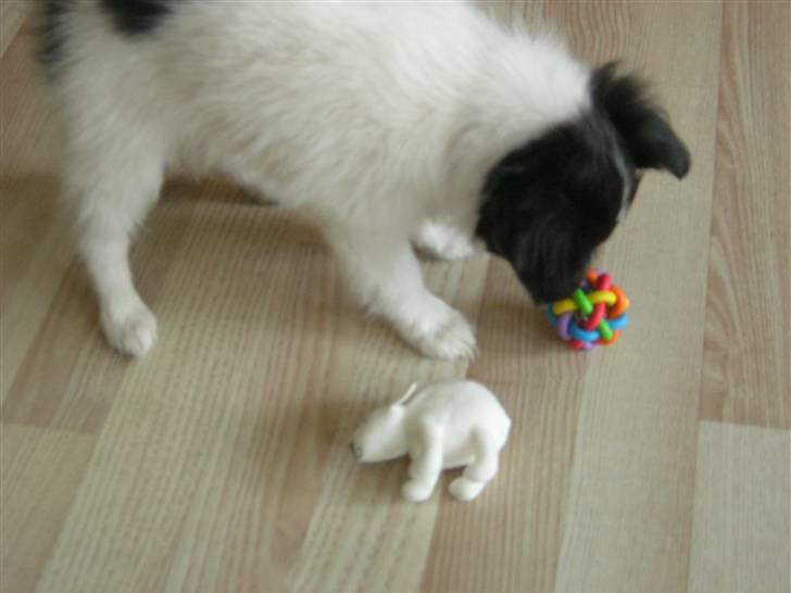 Papillon Nikki billede 6